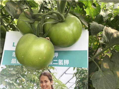 沖施肥，鈣肥