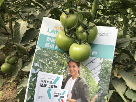 沖施肥，鈣肥