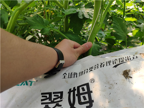 菌劑，拉姆拉
