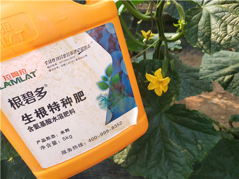 拉姆拉，根碧多，微生物菌劑
