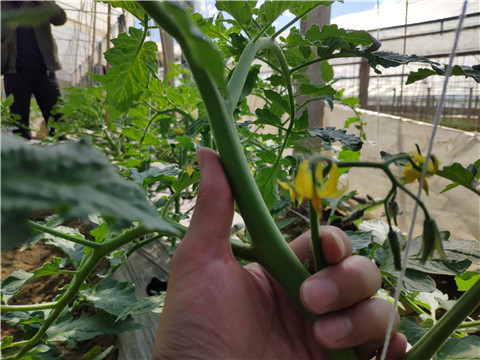 微生物菌劑 ，拉姆拉翠姆