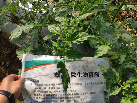 微生物菌劑 ，拉姆拉翠姆