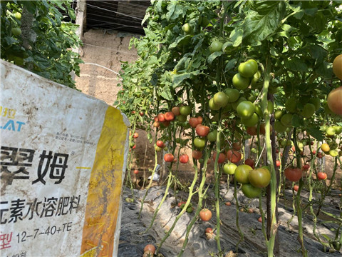 菌劑，水溶肥