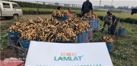 微生物菌劑，拉姆拉