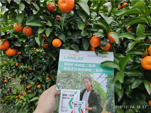 磷酸二氫鉀，葉面肥