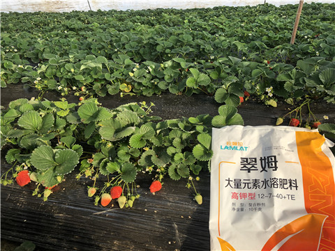水溶肥，葉面肥，根碧多