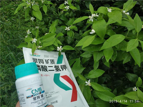 水溶肥，根碧多