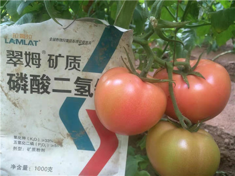 水溶肥，根碧多