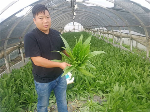 水溶肥，生根劑