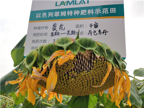 微生物菌劑，根碧多