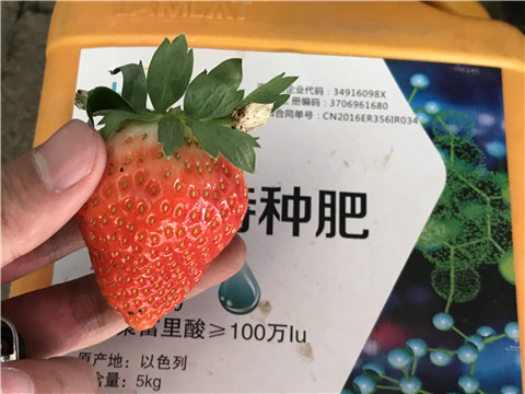 沖施肥，磷酸二氫鉀