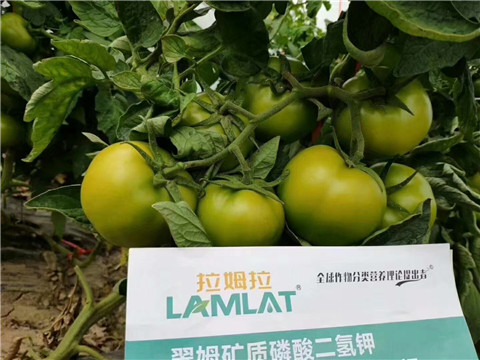 磷酸二氫鉀，鈣肥，水溶肥