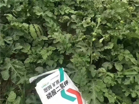 磷酸二氫鉀，硼肥，沖施肥