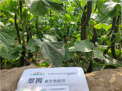 微生物菌劑，根碧多，水溶肥