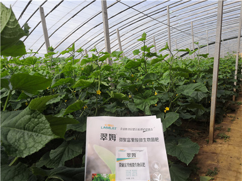 微生物菌劑，拉姆拉