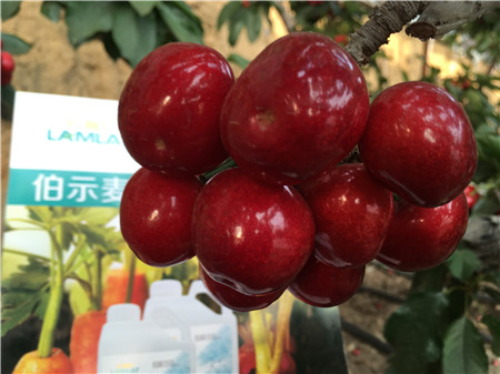 生根劑，微生物菌劑，拉姆拉，伯示麥