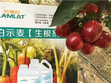生根劑，微生物菌劑，拉姆拉，伯示麥