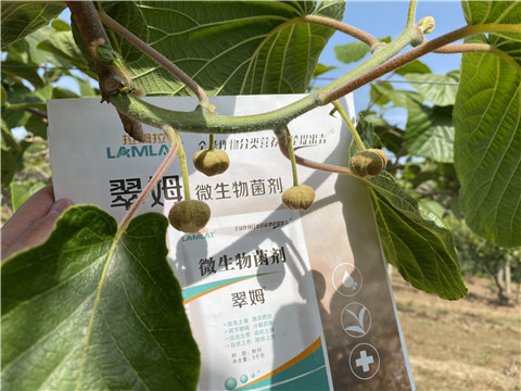 微生物菌劑，拉姆拉