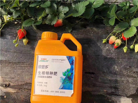 根碧多，微生物菌劑，拉姆拉