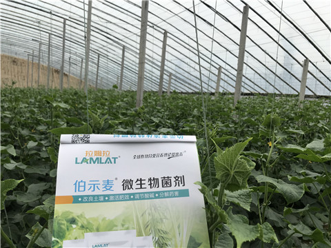 微生物菌劑，生根劑，拉姆拉