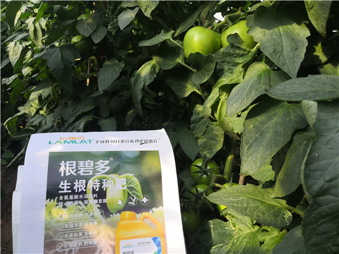 根碧多，拉姆拉