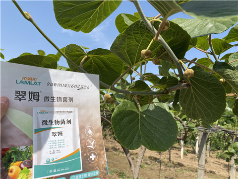 微生物菌劑，拉姆拉