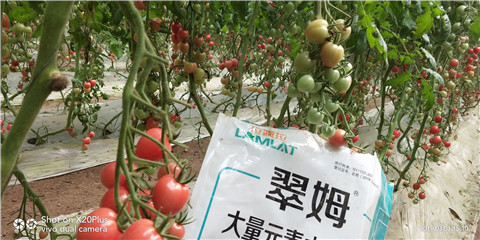 水溶肥，翠姆，拉姆拉