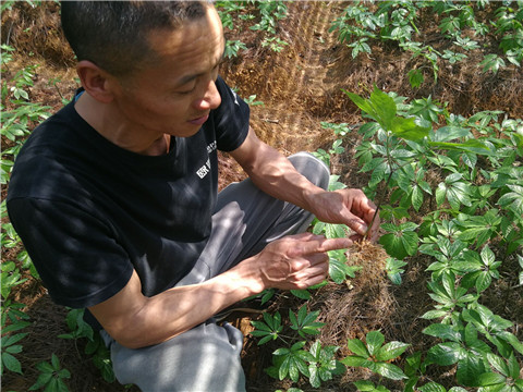 微生物菌劑，翠姆，拉姆拉