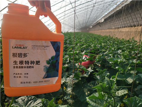 根碧多，拉姆拉
