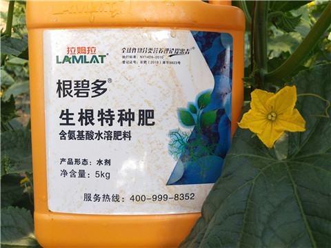 根碧多，拉姆拉