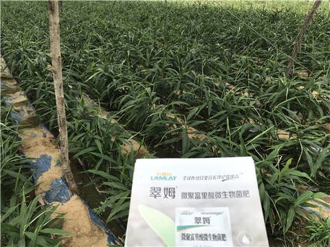 微生物菌劑，翠姆，拉姆拉