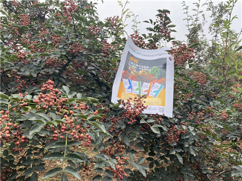 花椒種植，大量元素水溶肥，翠姆