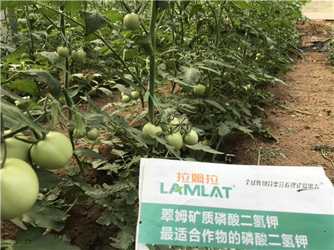 進口水溶肥，拉姆拉，翠姆