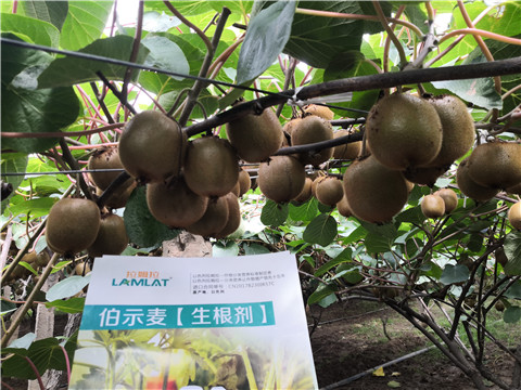 微生物菌劑，生根劑，伯示麥，拉姆拉