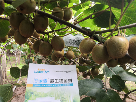 微生物菌劑，生根劑，伯示麥，拉姆拉