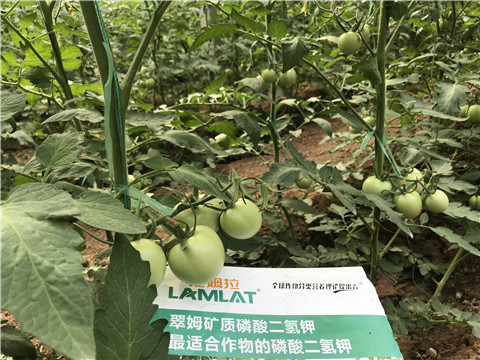 磷酸二氫鉀，拉姆拉，翠姆