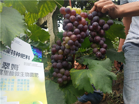 微生物菌劑，拉姆拉，翠姆