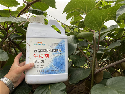 水溶肥，生根劑，微生物菌劑，伯示麥，拉姆拉