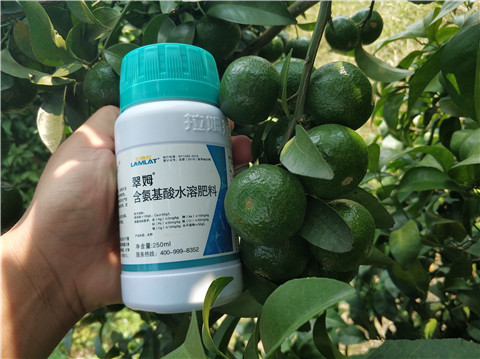 葉面肥，拉姆拉，翠姆