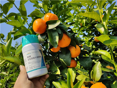 葉面肥，拉姆拉，翠姆