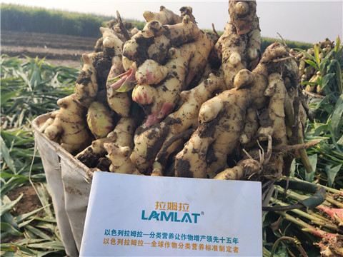 進口水溶肥，拉姆拉，翠姆