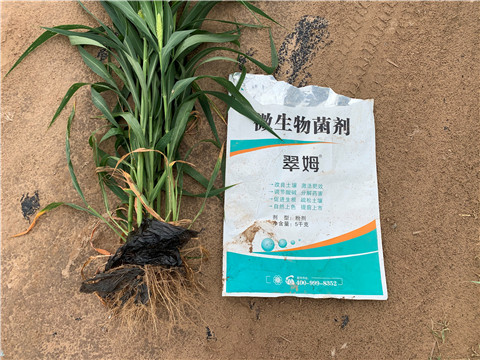 微生物菌劑，拉姆拉，翠姆
