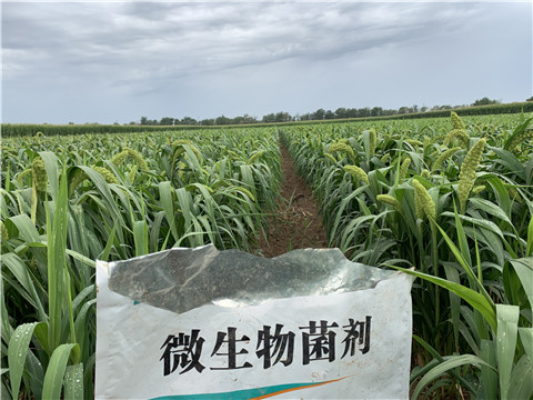 微生物菌劑，拉姆拉，翠姆