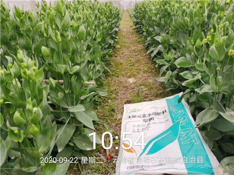 大量元素水溶肥，拉姆拉，翠姆
