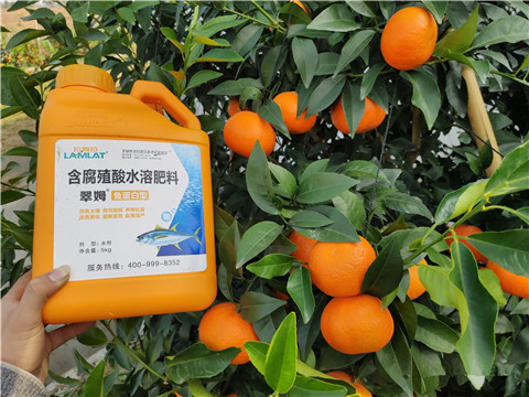 滴灌肥，拉姆拉，翠姆