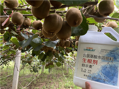 進(jìn)口水溶肥，拉姆拉，伯示麥
