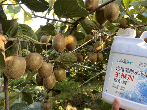 進(jìn)口水溶肥，拉姆拉，伯示麥