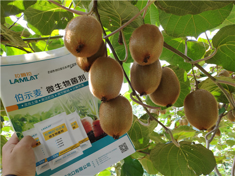 進(jìn)口水溶肥，拉姆拉，伯示麥