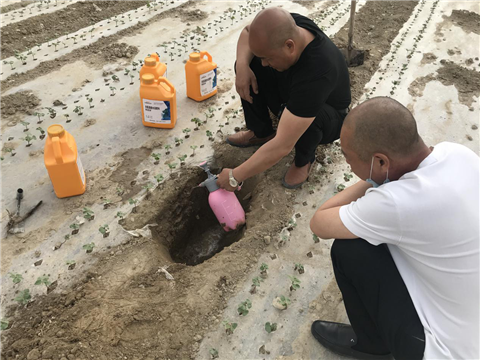棉花，水溶肥，拉姆拉，翠姆