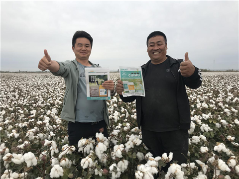 棉花，水溶肥，拉姆拉，翠姆